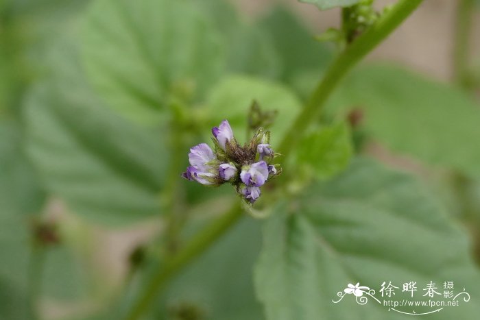 补骨脂Cullen corylifolium