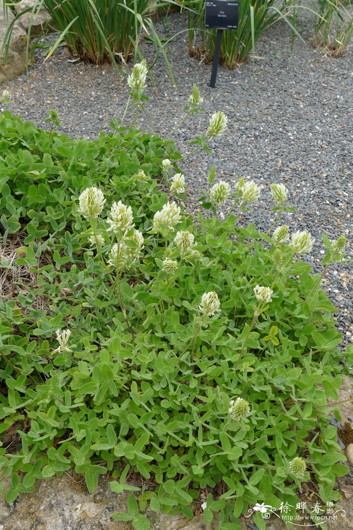 毛车轴草Trifolium trichocephalum