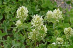 毛车轴草Trifolium trichocephalum