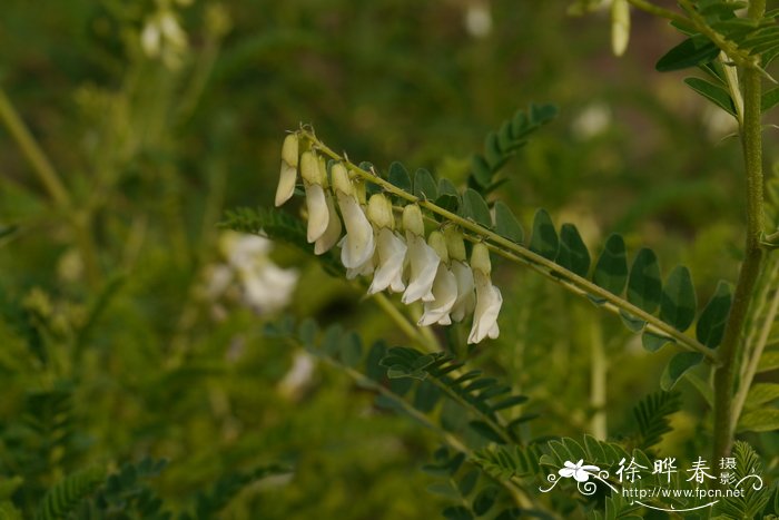 蒙古黄芪Astragalus mongholicus