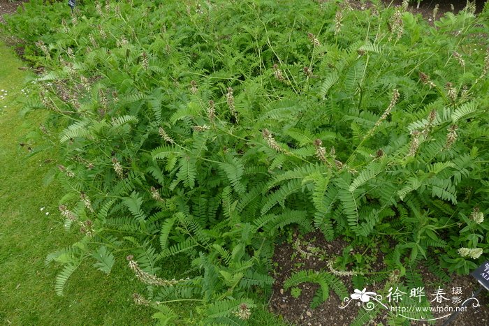 垂果黄芪Astragalus penduliflorus