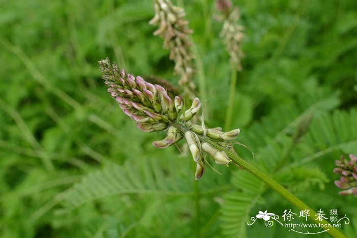 垂果黄芪Astragalus penduliflorus