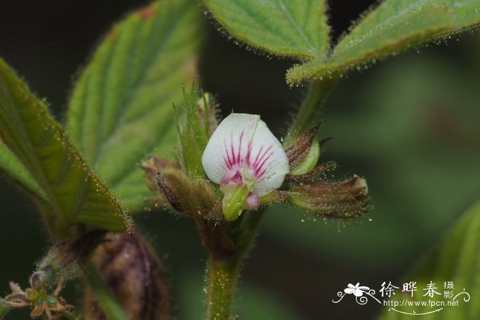 腺毛千斤拔Flemingia glutinosa