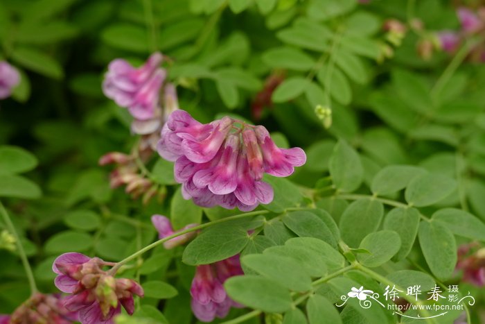 黑山黧豆Lathyrus niger