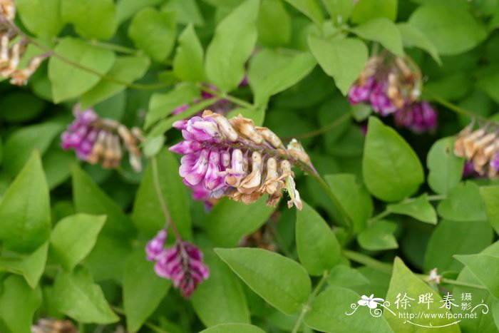 春花山黧豆Lathyrus venetus