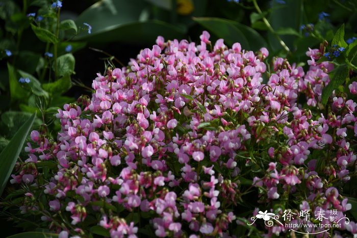 '玫红'春苦豆 Lathyrus vernus 'Roseus'