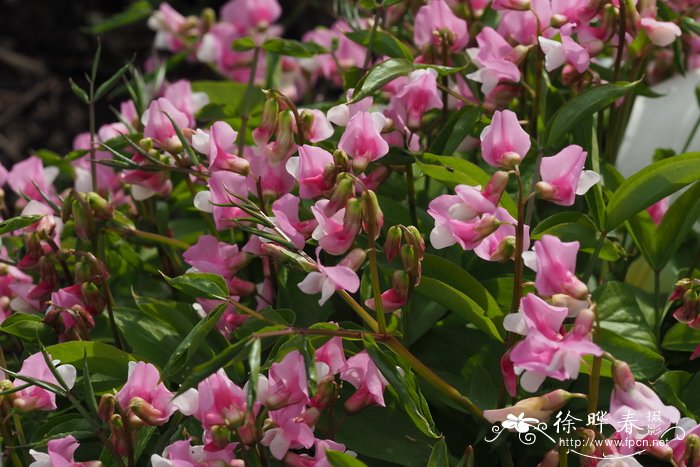 '玫红'春苦豆 Lathyrus vernus 'Roseus'