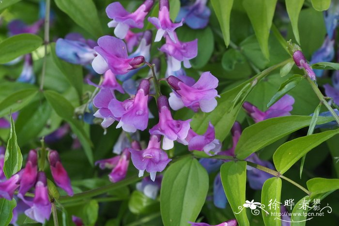 春苦豆Lathyrus vernus