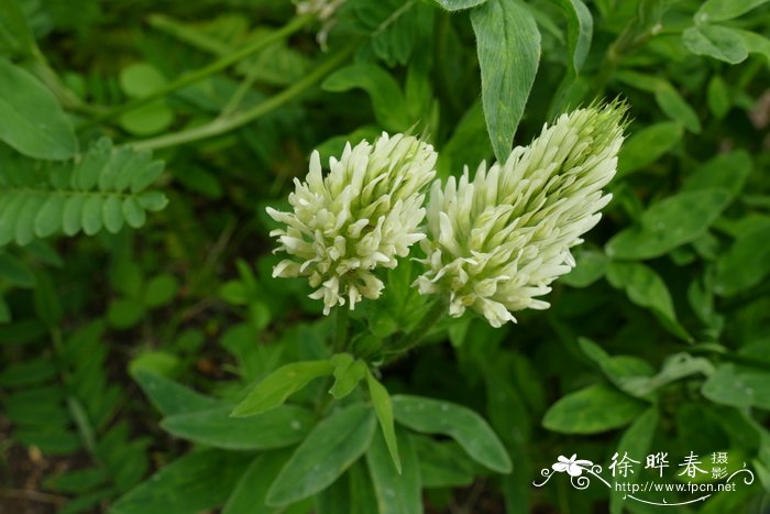 '白花'山羊豆Galega x hartlandii 'Alba'