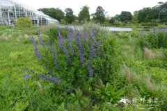 澳洲蓝豆，蓝花赝靛Baptisia australis