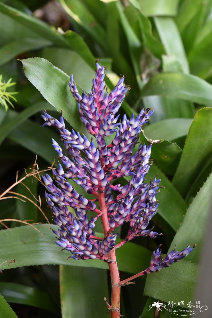 芬德勒光萼荷Aechmea fendleri