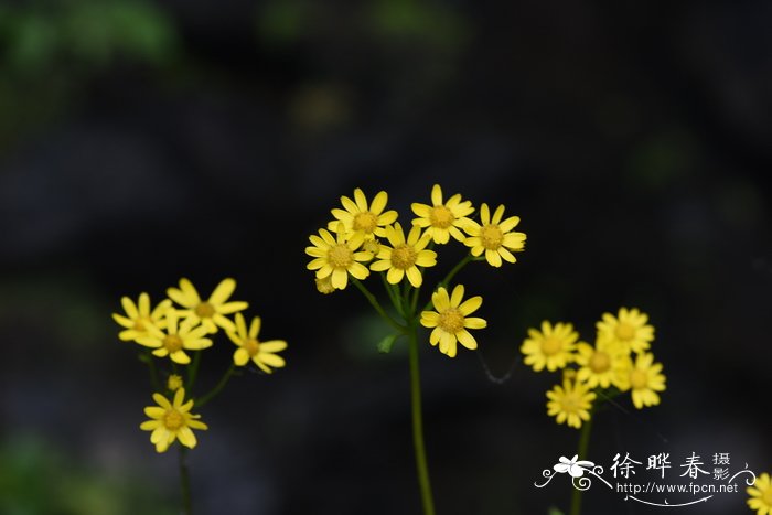 滇黔蒲儿根Sinosenecio bodinieri