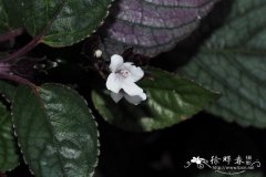 假紫苏Hemigraphis alternata