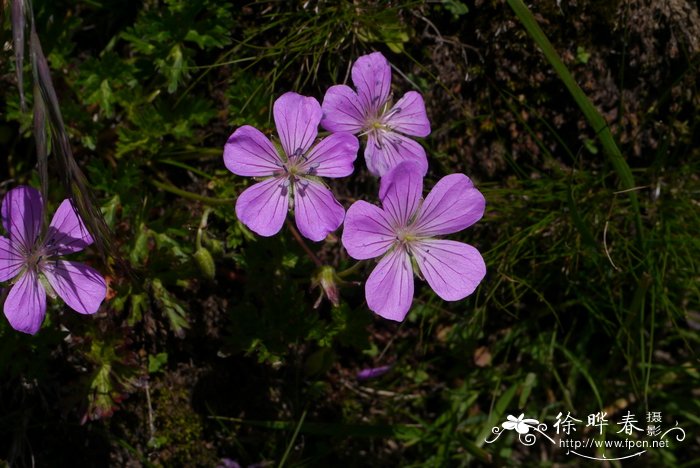 甘青老鹳草Geranium pylzowianum