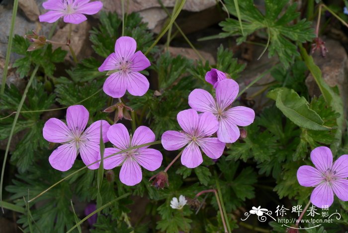 甘青老鹳草Geranium pylzowianum