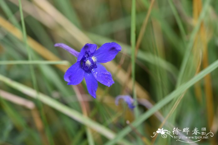 软毛翠雀花Delphinium mollipilum