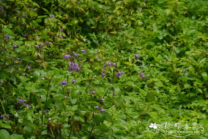 螺距黑水翠雀花,川黔翠Delphinium potaninii var. bonvalotii