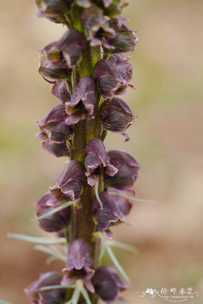 伏毛铁棒槌Aconitum flavum