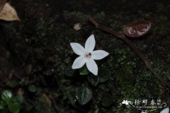 广东螺序草Spiradiclis guangdongensis