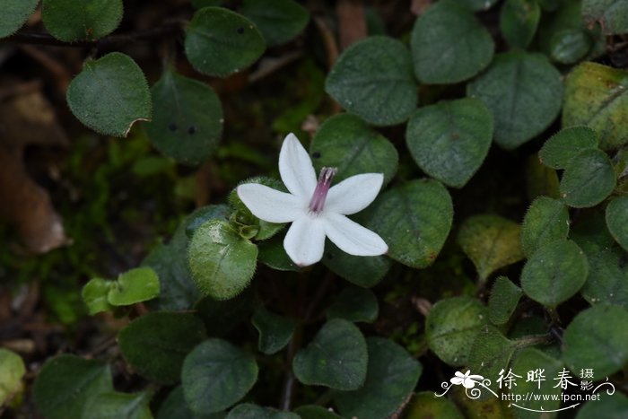 广东螺序草Spiradiclis guangdongensis