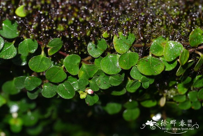 广东螺序草Spiradiclis guangdongensis