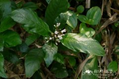 短小蛇根草Ophiorrhiza pumila