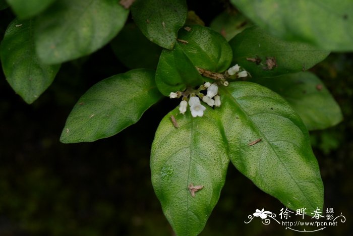 短小蛇根草Ophiorrhiza pumila