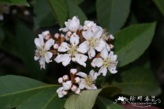 香花枇杷Eriobotrya fragrans