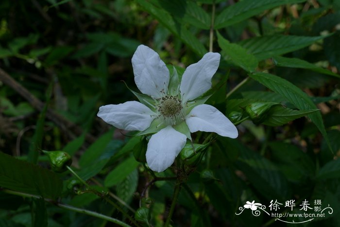 光滑悬钩子Rubus tsangii