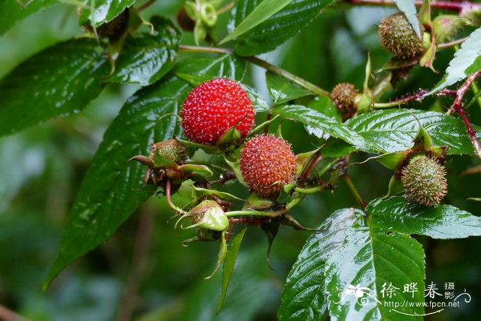 光滑悬钩子Rubus tsangii