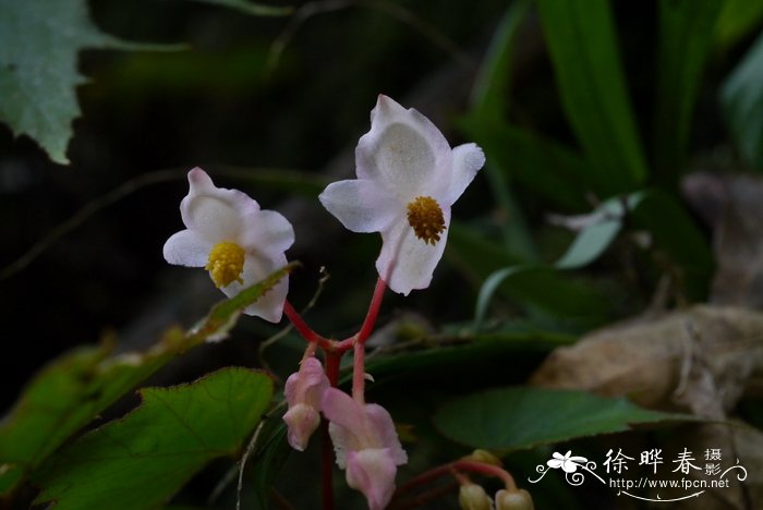 裂叶秋海棠Begonia palmata