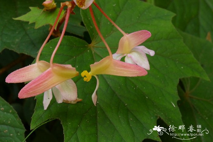 裂叶秋海棠Begonia palmata