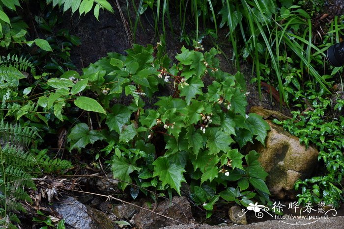 裂叶秋海棠Begonia palmata