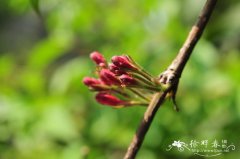 路边花Weigela floribunda