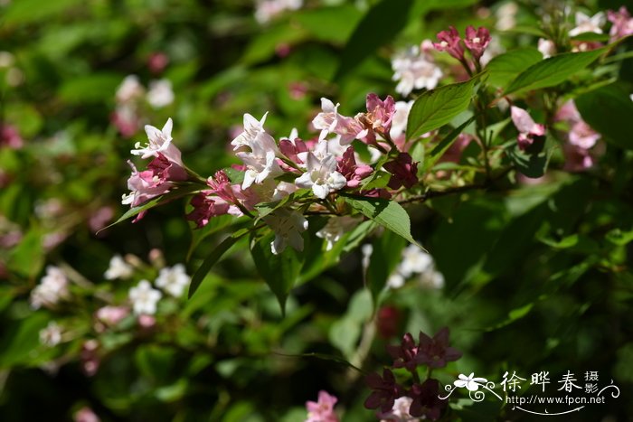 半边月Weigela japonica var. sinica