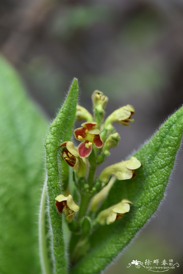 穿心莛子藨Triosteum erythrocarpum