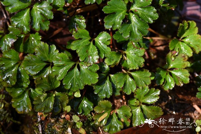 直刺变豆菜 Sanicula orthacantha