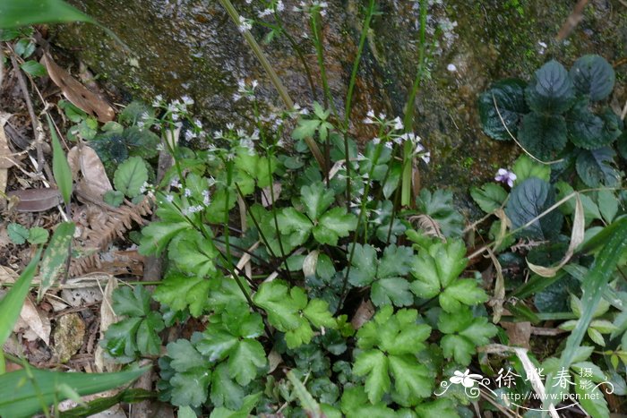 直刺变豆菜 sanicula orthacantha