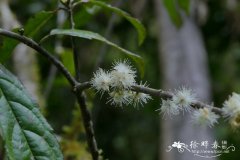 西藏蒲桃Syzygium xizangense