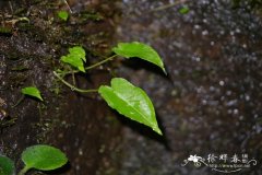 滴水珠Pinellia cordata