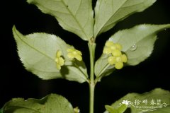 百齿卫矛Euonymus centidens