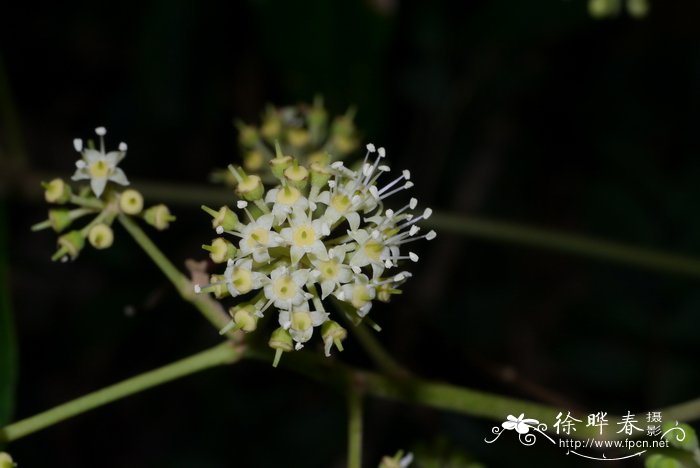 星毛鸭脚木Schefflera minutistellata