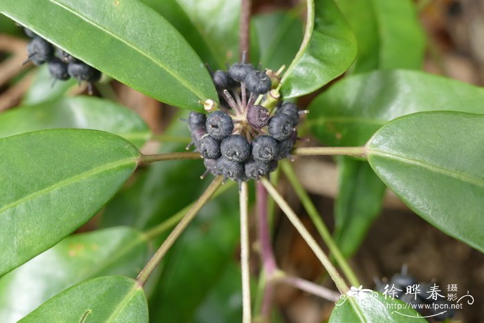 星毛鸭脚木Schefflera minutistellata