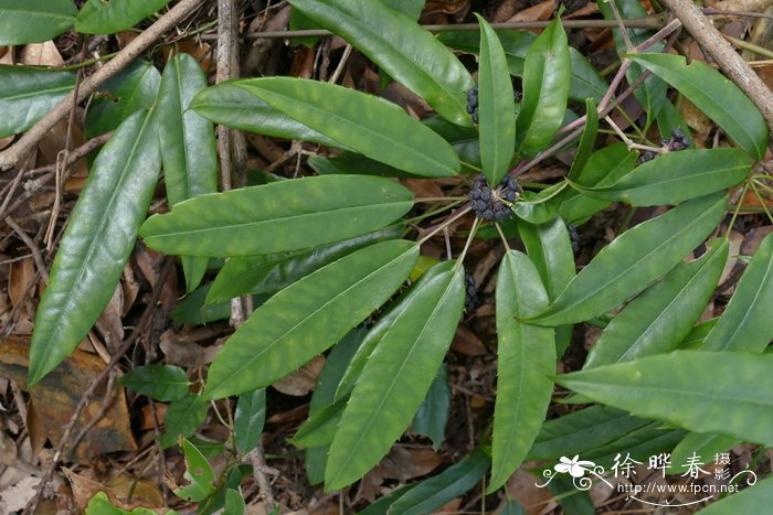 星毛鸭脚木Schefflera minutistellata