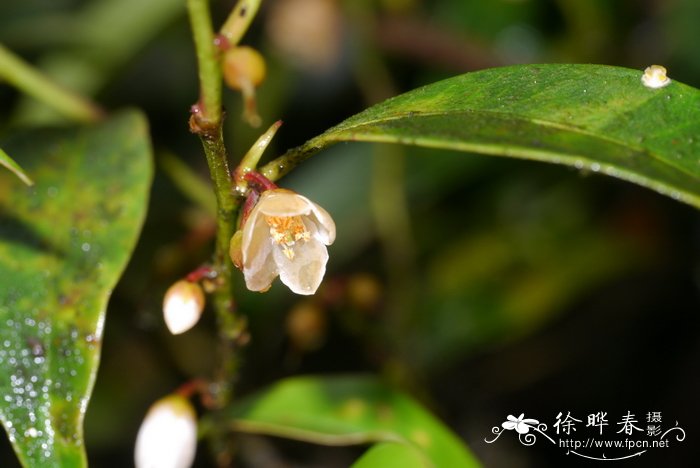 小叶红淡比Cleyera parvifolia