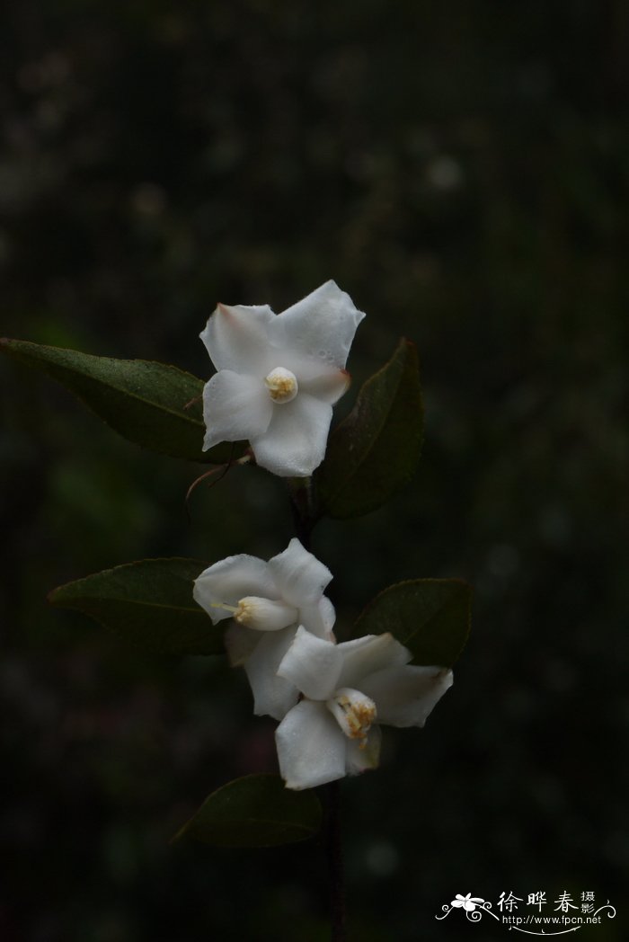 广东毛蕊茶Camellia melliana