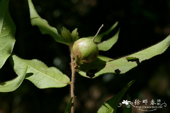 广东毛蕊茶Camellia melliana