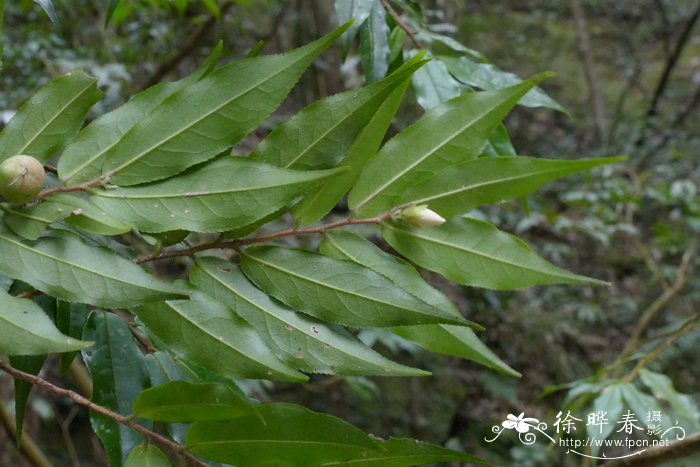 广东毛蕊茶Camellia melliana