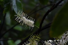 网脉山龙眼Helicia reticulata