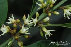 革叶铁榄Sinosideroxylon wightianum